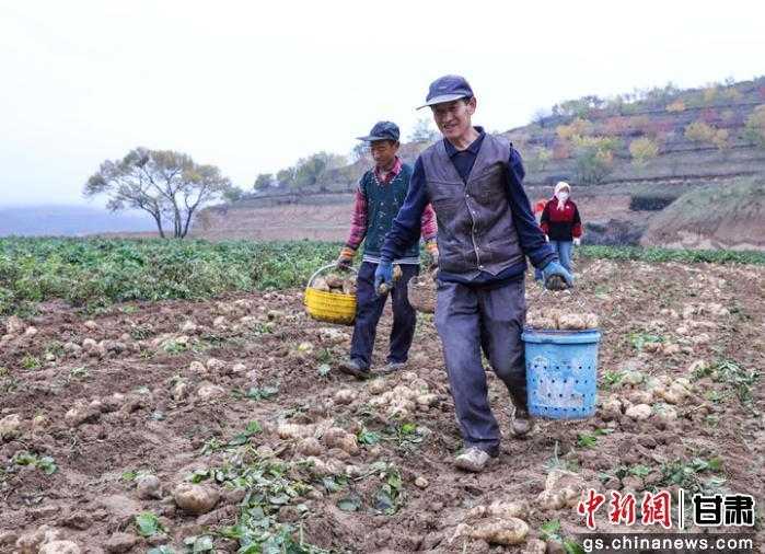 土豆吃啥才能长得壮？老把式告诉你施肥的门道