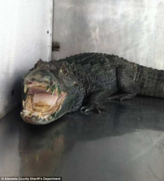 在家养鳄鱼？别急着动手，先看完这篇能救命的指南再说-第2张图片-正海烽科技 - 领先的只能推广行业，智能制造解决方案提供商