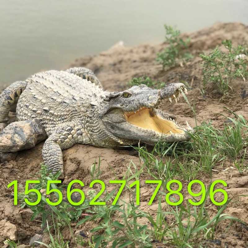 在家养鳄鱼？别急着动手，先看完这篇能救命的指南再说-第1张图片-正海烽科技 - 领先的只能推广行业，智能制造解决方案提供商