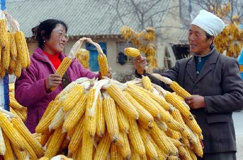 地膜玉米种植，乡亲们的增产增收秘诀都在这里了