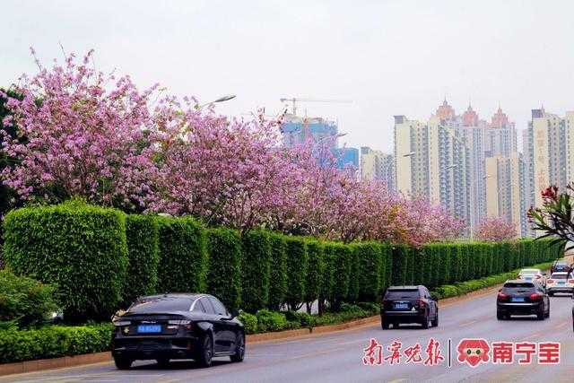 城市道路绿化，不只是种树那么简单