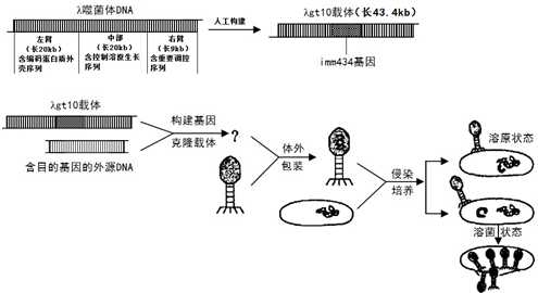 基因扩增那些事儿：从实验室到临床应用，你真的懂了吗？