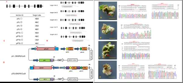 基因改造入门指南：从实验室到生活的技术革命