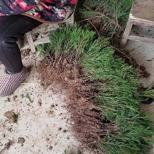 塔柏种植实用宝典：从扦插到养护的农家老把式经验谈