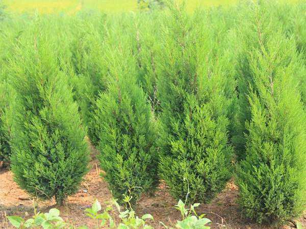 塔柏种植实用宝典：从扦插到养护的农家老把式经验谈