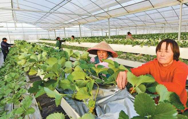 大棚保温育肥技术精髓分享让养殖户乐开花