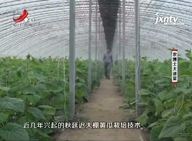 大棚保温育肥技术精髓分享让养殖户乐开花