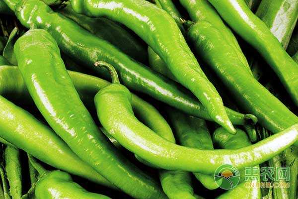 大棚尖椒种植管理技术全解析，从根到果的精细活