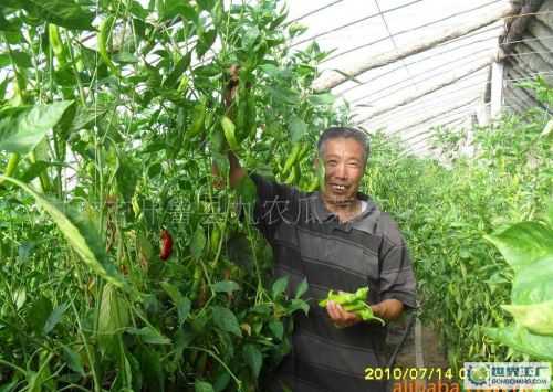 大棚尖椒种植管理技术全解析，从根到果的精细活