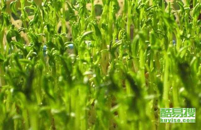 大棚芽苗菜种植那些事儿，老农跟你唠唠嗑