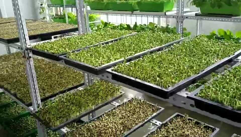 大棚芽苗菜种植那些事儿，老农跟你唠唠嗑