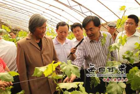 大棚葡萄管理技术视频精华全