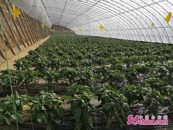 大棚里头种有机菜，这些门道你摸清了吗？