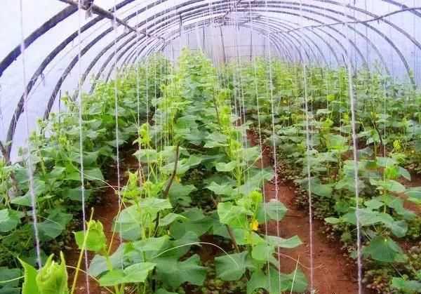 大棚黄瓜增产有门道，寒冬腊月也能挂满藤