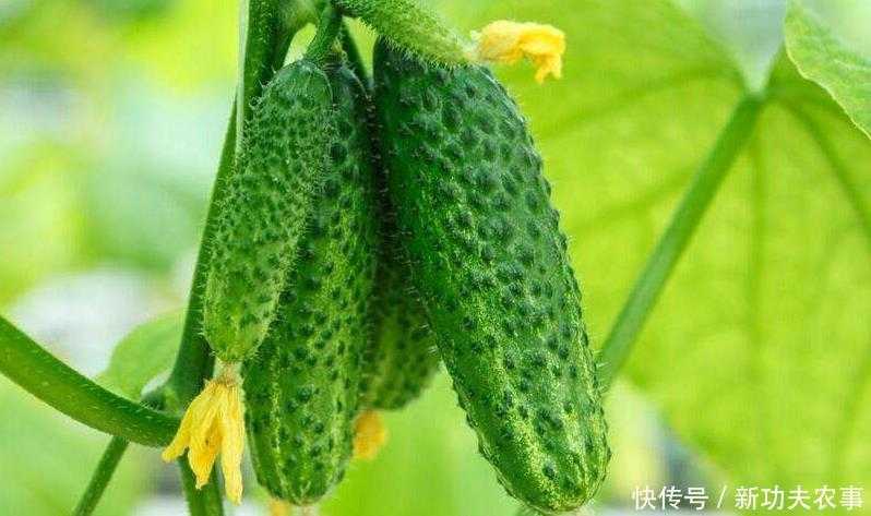 大棚黄瓜增产有门道，寒冬腊月也能挂满藤