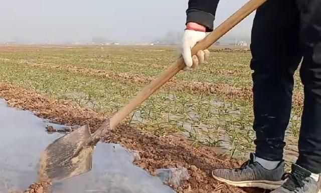 大蒜地膜覆盖技术:农家丰收的法宝 大蒜地膜覆盖技术:农家丰收的法宝