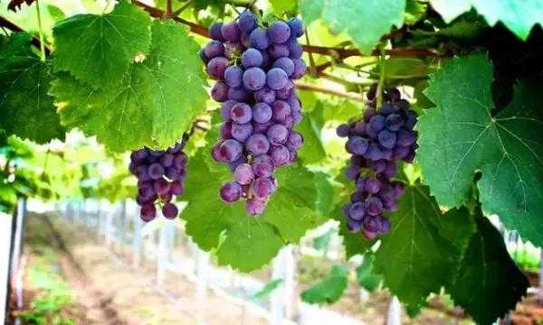 天山脚下的葡萄经,三代人酿出的甜蜜秘籍-第1张图片-正海烽科技 - 领先的只能推广行业,智能制造解决方案提供商 天山脚下的葡萄经,三代人酿出的甜蜜秘籍-第1张图片-正海烽科技 - 领先的只能推广行业,智能制造解决方案提供商