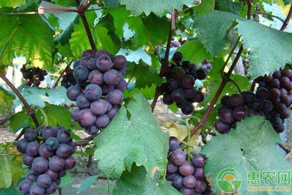 天山脚下的葡萄经,三代人酿出的甜蜜秘籍-第2张图片-正海烽科技 - 领先的只能推广行业,智能制造解决方案提供商 天山脚下的葡萄经,三代人酿出的甜蜜秘籍-第2张图片-正海烽科技 - 领先的只能推广行业,智能制造解决方案提供商