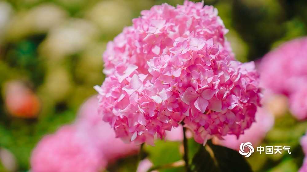 妙笔生花！手把手教你用AI画出惊艳绣球，新手也能轻松搞定