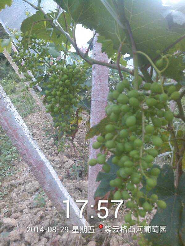 姑娘果栽培技术指导全攻略手把手教你种出甜脆好果子