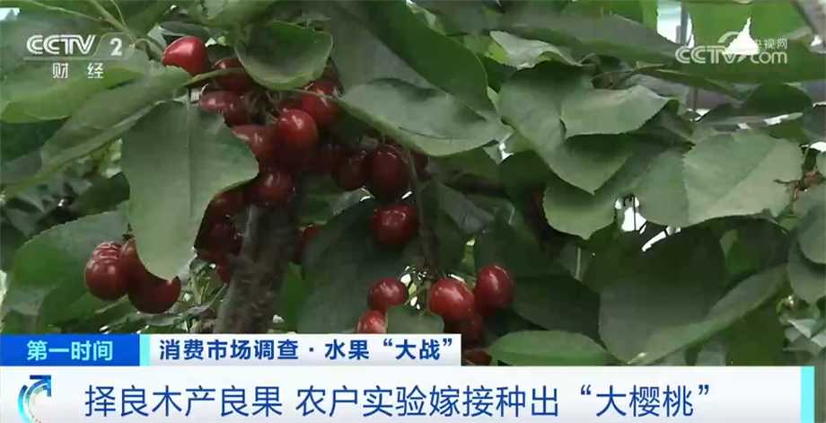 姑娘果栽培技术指导全攻略手把手教你种出甜脆好果子