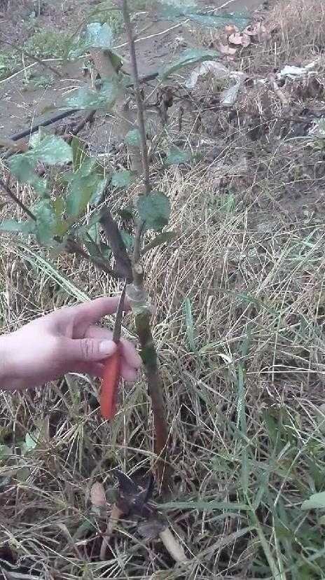 嫁接技术全图解：从入门到精通的实操宝典