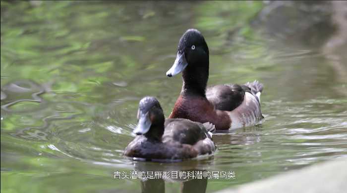 孵化鸭子技术全攻略:从零开始轻松孵出小鸭子 孵化鸭子技术全攻略:从零开始轻松孵出小鸭子