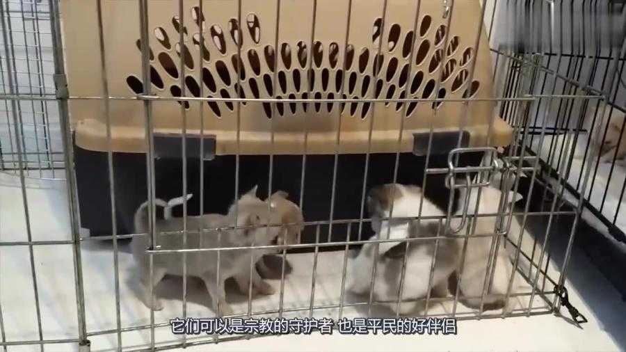 宠物狗养殖技术培训，养狗路上不迷茫