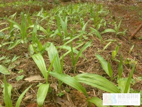 家中飘窗变药圃?手把手教你白芨室内种植技术 家中飘窗变药圃?手把手教你白芨室内种植技术