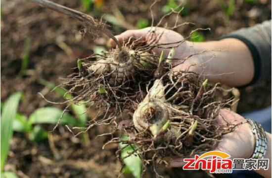 家中飘窗变药圃?手把手教你白芨室内种植技术 家中飘窗变药圃?手把手教你白芨室内种植技术