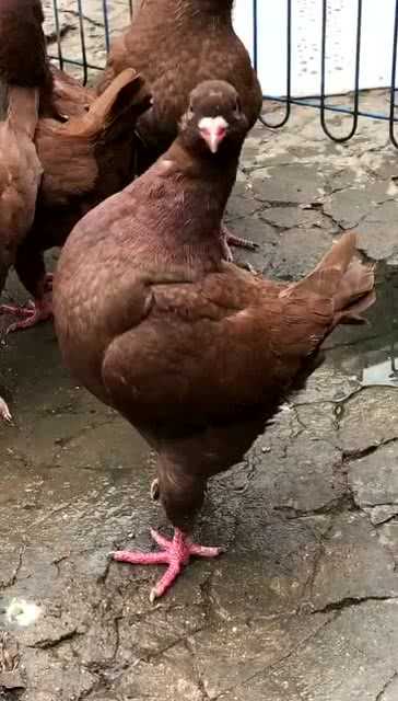 家鸽子养殖，新手如何不交“智商税”