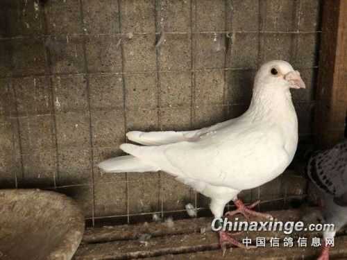 家鸽子养殖，新手如何不交“智商税”