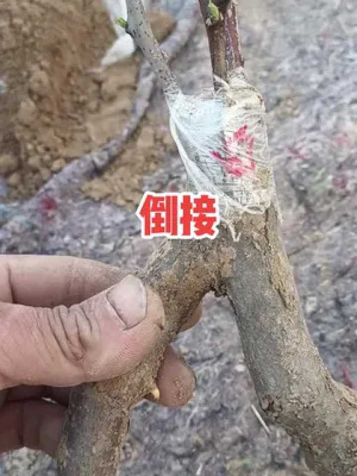 寒冬腊月里让枯根焕新枝的农家智慧
