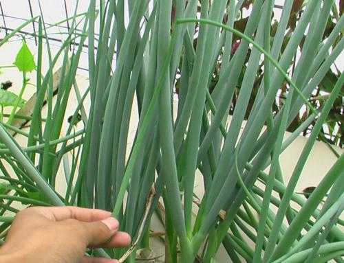 寒葱种植视频里的那些门道 你看懂了几个