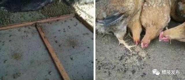 寻找靠谱的蝇蛆养殖技术培训基地，这几个门道你得摸清-第1张图片-正海烽科技 - 领先的只能推广行业，智能制造解决方案提供商