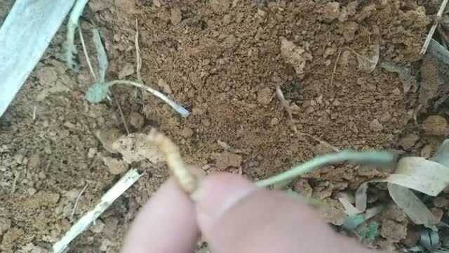 射干冬播那些事儿:掌握这几个窍门,来年药材收成不用愁 射干冬播那些事儿:掌握这几个窍门,来年药材收成不用愁