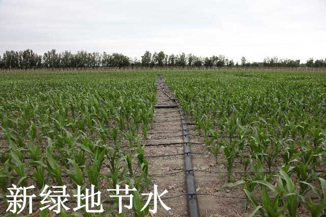 小水滴里的大乾坤：瞧这滴灌技术如何让旱地生金