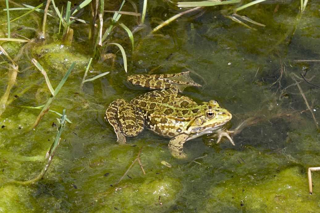 小蟾蜍“蹦”出大财富，这些养殖新招让你事半功倍