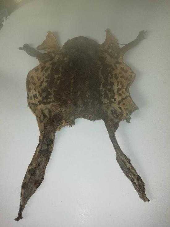 小蟾蜍“蹦”出大财富，这些养殖新招让你事半功倍