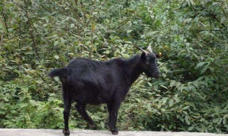 山羊性控技术:让养羊人想生母羔就生母羔的绝活 山羊性控技术:让养羊人想生母羔就生母羔的绝活