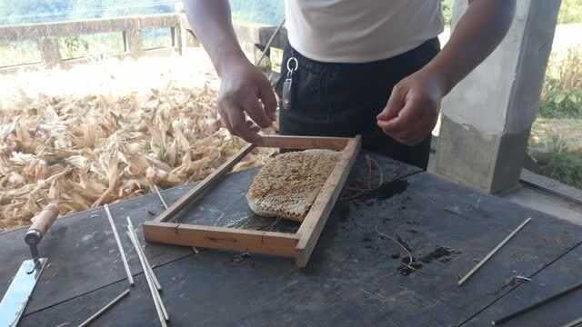 山蜂养殖技术全攻略——从入门到精通的秘诀-第1张图片-正海烽科技 - 领先的只能推广行业，智能制造解决方案提供商