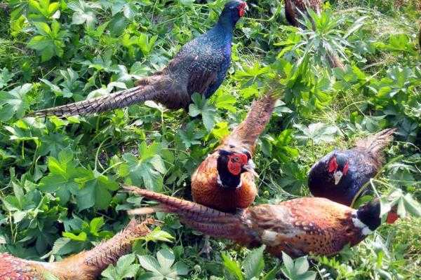 山鸡蛋咋孵才能多出雏?老把式手把手教你几招 山鸡蛋咋孵才能多出雏?老把式手把手教你几招