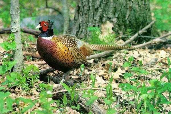 山鸡蛋咋孵才能多出雏?老把式手把手教你几招 山鸡蛋咋孵才能多出雏?老把式手把手教你几招