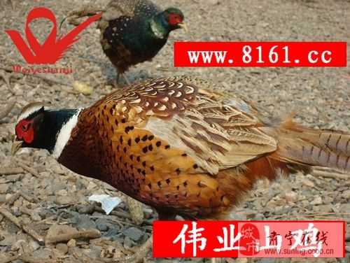 山鸡野鸡养殖实用指南：从小规模起步到稳定收益的全流程解析