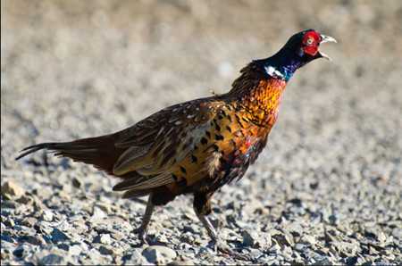 山鸡野鸡养殖实用指南：从小规模起步到稳定收益的全流程解析
