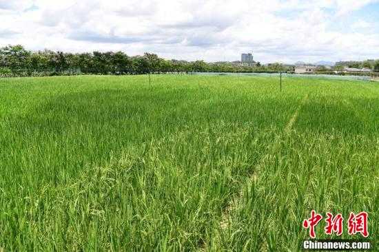 岭南沃野新图景科技赋能广东农业技术新飞跃