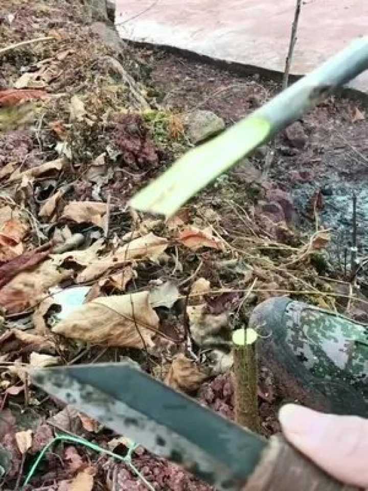 川乌种植的那些门道儿，老农手把手教你咋个搞