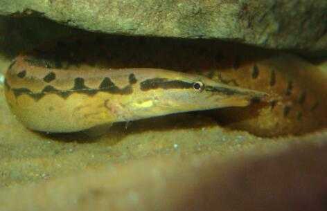 巧手养出金刺鳅 掌握技术赚得笑