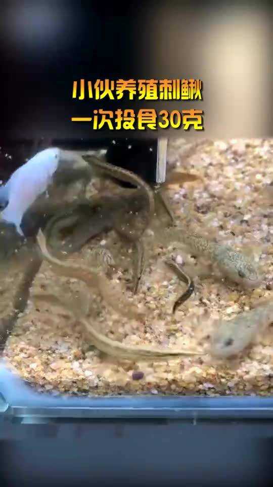 巧手养出金刺鳅 掌握技术赚得笑