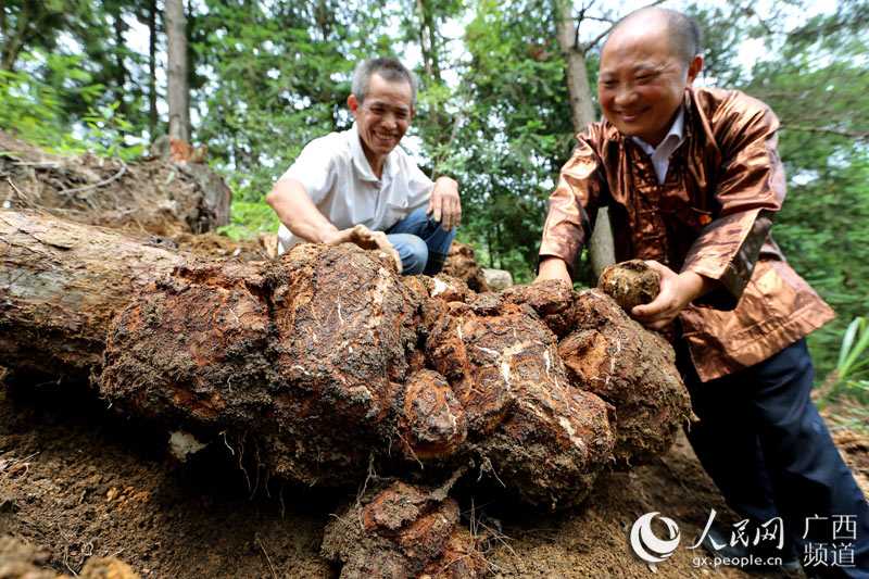 巧种茯苓有妙招，老把式也讲科学增收